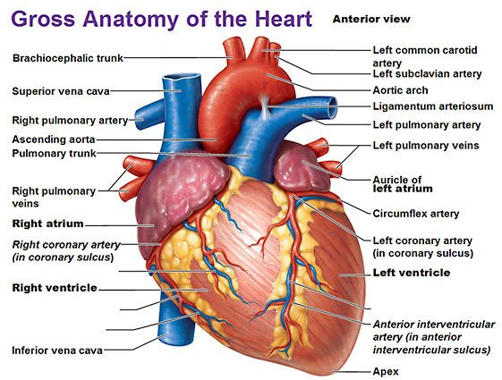 cardiovascular strain and heart health